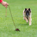 4steps4dogs Training für Mensch & Hund / Physiotherapie für Hunde