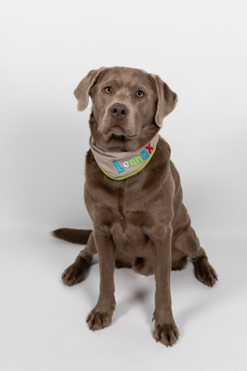 Lennox Agenturhund Weidenberg