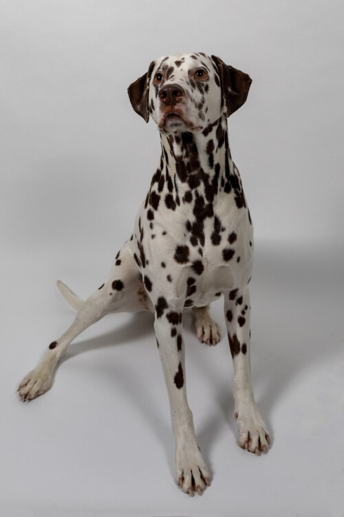 Anton Agenturhund Bayreuth