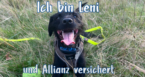 Allianz Schneider Tierkrankenversicherung