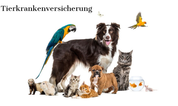 Jens Horn Tierkrankenversicherung