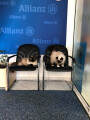 Bild: Allianz Versicherung Rene Andrich in Dahlen, Sachsen