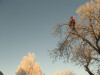 Bild: Alto Baumpflege Inh. Arne Esser