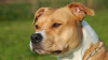Bild: Anja Kollmannsberger Hundeschule