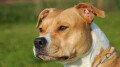 Super Hundeschule!