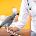 Antje Mergard Tierarztpraxis Tierarztpraxis