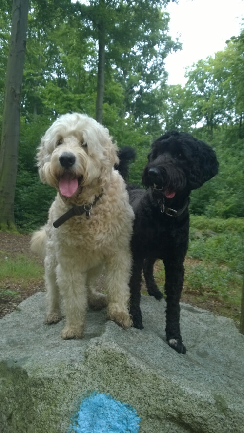 Herr Schroeder und Pippilotta