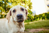 Bild: Anubys Hundeschule