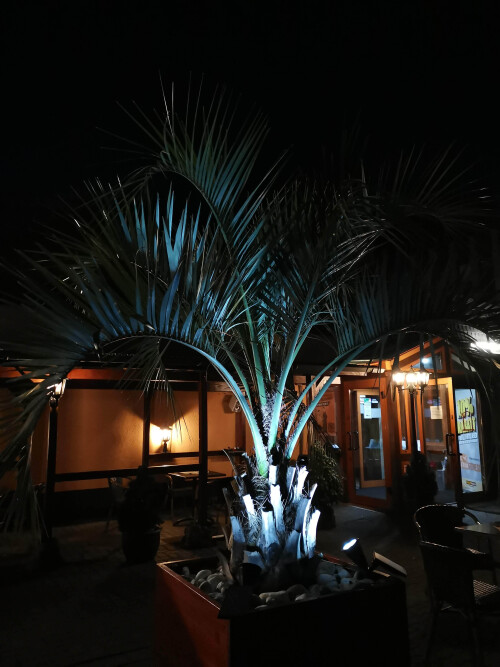 Außenbereich mit Palmen