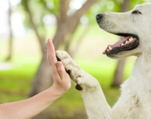 http://tierheilpraktiker-hunde-gesundheit.de/anthroposophische-tiermedizin-seelische-medizin-fuer-den-hund/