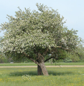 Baum- und Gartenpflege Schifelbein GmbH