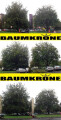 http://www.baumkrone-hannak.de/