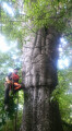 http://www.baumkrone-hannak.de/