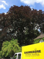 http://www.baumkrone-hannak.de/