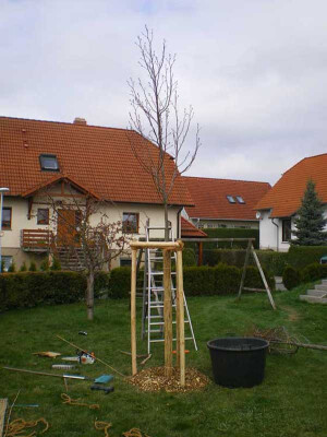 Neupflanzung Obstbaumschnitt