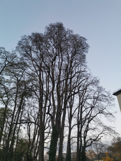 Kronenpflege nachher