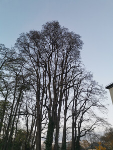 Kronenpflege nachher