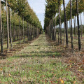 Baumpflege Falk Garten- und Landschaftsbau