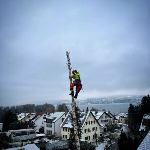 Birkenfällung
