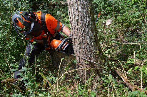 Baumfällung im Wald