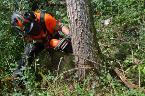 Baumfällung im Wald