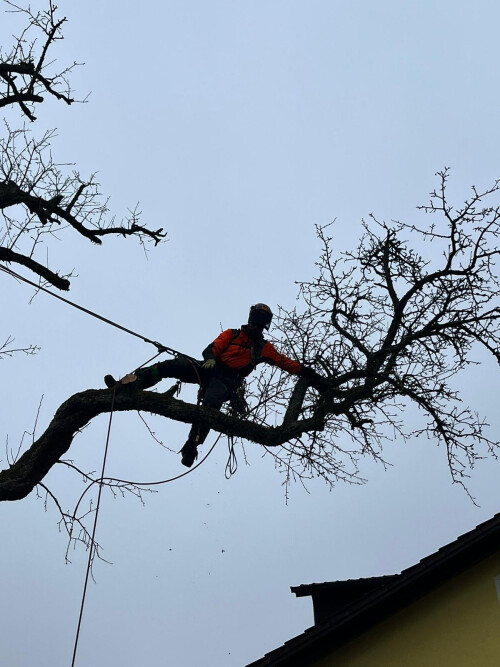 Fällung Birnbaum
