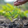 Baumschule & Gartengestaltung Stielau