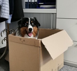 unser Bürohund Oskar