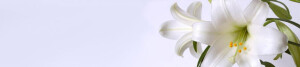 Logo Bella Luna Inh. Ebeling Sarah