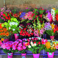 Berend Meij van der Blumengroßhandel