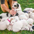 Berner Sennenhunde vom Klaren See