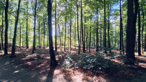 Wald