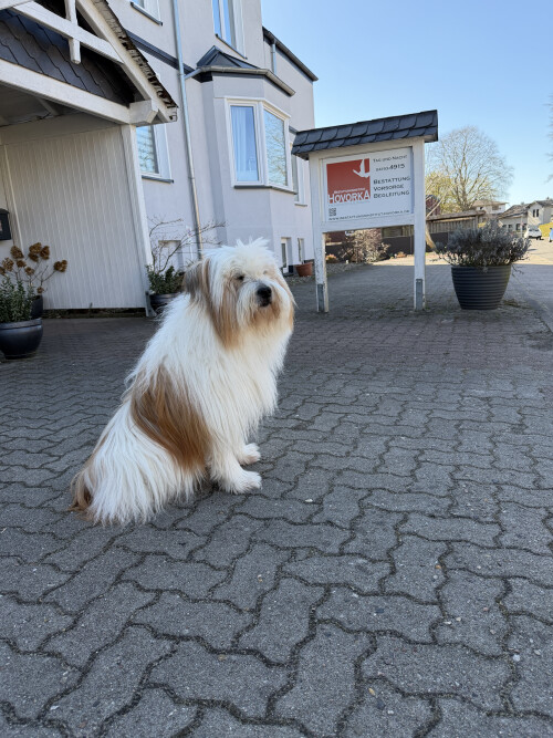 Teaueebegleithund