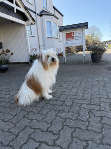 Teaueebegleithund