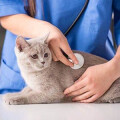 Bettina Wenderoth Tierarztpraxis für Kleintiere