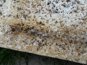 Ameisen im Styropor im Haus