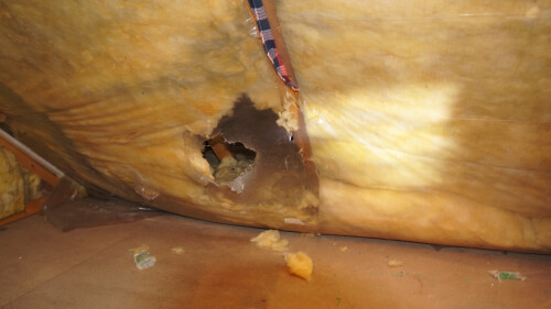 Marderschaden am Dach