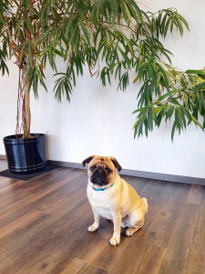 Büromops Gizmo