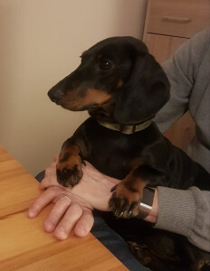 Nele - Bürohund