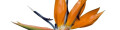 Logo Blumen Domicil