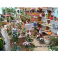 Blumen Kittsteiner