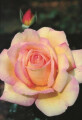 Bild: Blumen Meier in Worms