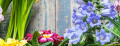 Logo Blumen Preuss