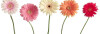 Bild: Blumen Tatenhorst