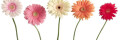 Logo Blumengarten
