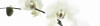 Bild: Blumenhaus Dressler Blumengeschäft