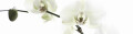 Logo Blumenhaus Dressler