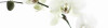Bild: Blumenhaus Heinrichs Inh. Judith Bauer Blumen