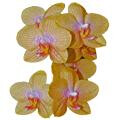 Blumenhaus Orchidee Inh. Claudia Thomas