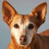 Bild: Bochum bellt Hundeschule